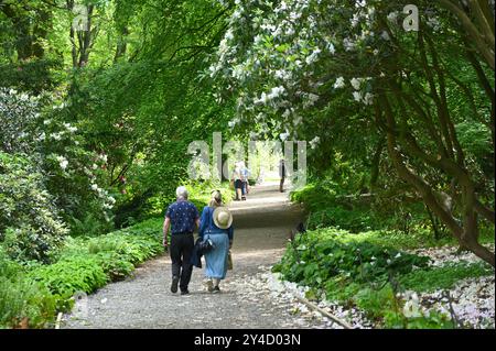 Ein Paar und andere Leute genießen Rhododendrons im Garten im RHS Harlow Carr UK Stockfoto