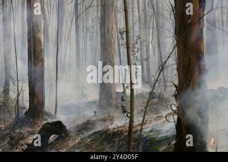 Sever Do Vouga, Portugal. September 2024. Brandlandschaft nach den Bränden im Bezirk Aveiro. Mehr als 2.000 Feuerwehrleute kämpften bei einem Waldbrand im Norden Portugals, als Beamte warnten, dass Tausende von Hektar in Gefahr seien, während die Temperaturen im ganzen Land hoch ansteigen. Quelle: SOPA Images Limited/Alamy Live News Stockfoto