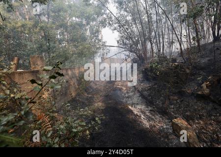 Sever Do Vouga, Portugal. September 2024. Blick auf verbrannte Bäume nach den Waldbränden im Bezirk Aveiro. Mehr als 2.000 Feuerwehrleute kämpften bei einem Waldbrand im Norden Portugals, als Beamte warnten, dass Tausende von Hektar in Gefahr seien, während die Temperaturen im ganzen Land hoch ansteigen. Quelle: SOPA Images Limited/Alamy Live News Stockfoto