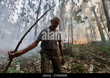 Sever Do Vouga, Portugal. September 2024. In Fojo, Sever do Vouga (Aveiro), kämpft ein Dorfbewohner mit einem Stock. Mehr als 2.000 Feuerwehrleute kämpften bei einem Waldbrand im Norden Portugals, als Beamte warnten, dass Tausende von Hektar in Gefahr seien, während die Temperaturen im ganzen Land hoch ansteigen. Quelle: SOPA Images Limited/Alamy Live News Stockfoto