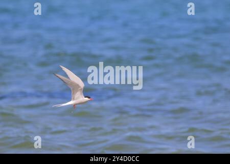 Polarseeschwalbe, Sterna Paradise (oder „Seeschwalbe“), die über Melvich Beach in Nordschottland fliegt. Stockfoto