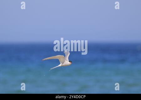 Polarseeschwalbe, Sterna Paradise (oder „Seeschwalbe“), die über Melvich Beach in Nordschottland fliegt. Stockfoto