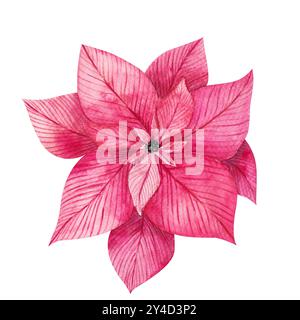 Aquarellabbildung von Weihnachtsstern in Pink. Isoliertes Clipart für Weihnachtsdesign, Drucke, Aufkleber, Verpackungen, Textilien. Festliche Blume Stockfoto