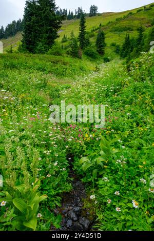 Bewölkter Himmel und Nieselregen betonen farbenfrohe Wildblumen, die einen Bach säumen, der den Damfino Lakes Trail, Mount Baker, Washington, überquert Stockfoto