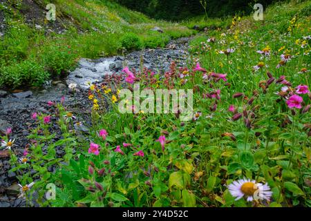 Rosa, gelbe, rote und weiße Wildblumen tanzen in leichten Winden neben einem Bach, der den Damfino Lakes Trail, Mount Baker, Washington, überquert Stockfoto