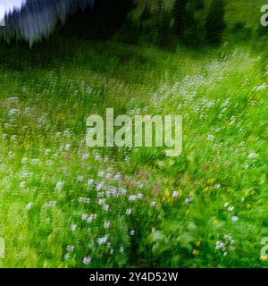 Intention Camera Movement (ICM) erzeugt traumhaft abstrakte Bilder von alpinen Wiesen und Hunderten von Wildblumen an den Hängen unterhalb des Nadelwaldes Stockfoto