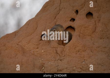 Smith Buschhörnchen klettert auf dem Termitenhügel. Eichhörnchen schaut aus dem Termitennest. Safari im Kruger-Nationalpark. Stockfoto