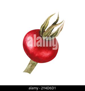 Aquarellillustration von roten Hüftbeeren mit grünen Blättern. Isolierte handgezeichnete Clip-Art für Küchendesign, Lebensmittelillustration, umweltfreundlich Stockfoto