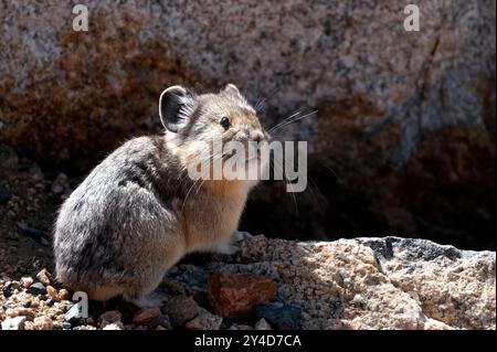 Niedlicher Pika auf dem Beartooth Highway. Stockfoto