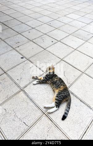 Obdachlose Katze, die sich in der Marmontova-Straße, Altstadt, Split, Kroatien, erholt Stockfoto