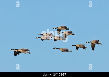 Eine Schar kanadischer Gänse fliegt an einem hellen und sonnigen Tag im Osten Washingtons in Formation. Stockfoto