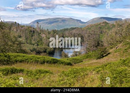 Tarn Hows in der Nähe von Coniston, Lake District, Cumbria, England Stockfoto