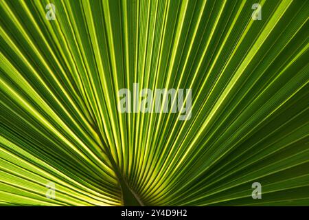 Fan Palm; Playa San Pedrito de las Palmas, El Pescadero, Baja California Sur, Mexiko. Stockfoto