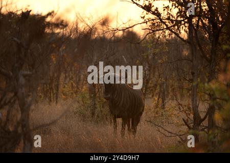 Blaues Gnus bei Sonnenuntergang im Kruger-Nationalpark. Gnus in den Büschen. Safari im Kruger-Nationalpark. Stockfoto