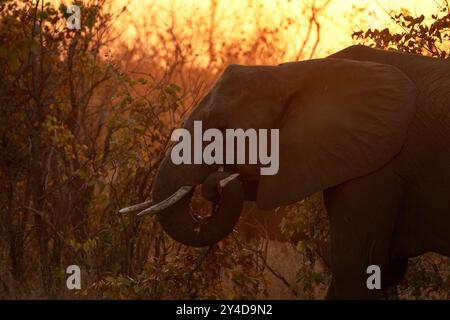 Gruppe afrikanischer Buschelefanten in der Nähe des Damms. Elefant bei Sonnenuntergang. Safari in Afrika. Stockfoto