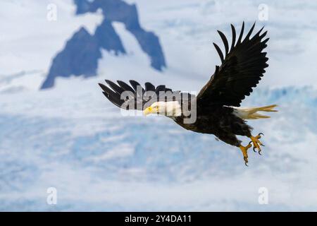 Weißkopfseeadler fliegen in der Hallo Bay im Katmai National Park and Preserve, Alaska. Stockfoto