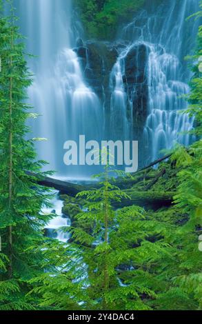 Lower Proxy Falls, drei Schwestern Wildnis, Cascade Mountains, Oregon. Stockfoto