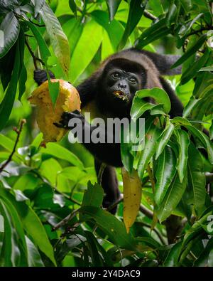 Brüllaffen essen eine Mango; Playa Hermosa, Guanacaste, Costa Rica. Stockfoto