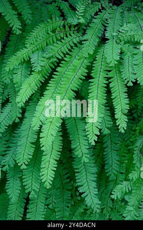 Westliches Junghaarfarn (Adiantum aleuticum); Olympic National Park, Washington. Stockfoto