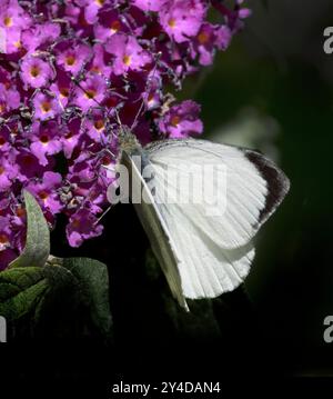 Männlicher großer Weißkohl-Schmetterling Pieris brassicae auf Purple Buddleia davidii Stockfoto