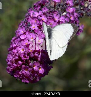 Männlicher großer Weißkohl-Schmetterling Pieris brassicae auf Purple Buddleia davidii Stockfoto