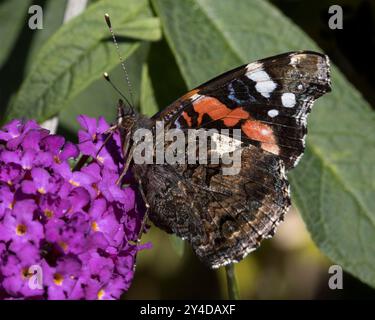 Roter Admiral Schmetterling Vanessa Atlanta Stockfoto