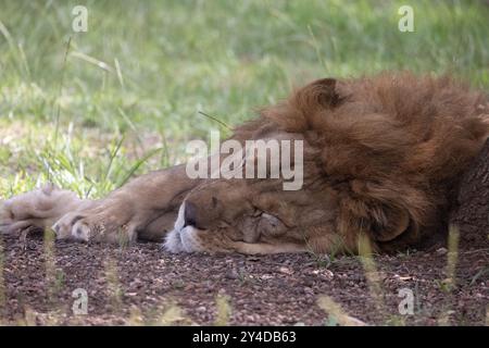 Porträt eines schlafenden Löwen, Nahaufnahme. Stockfoto