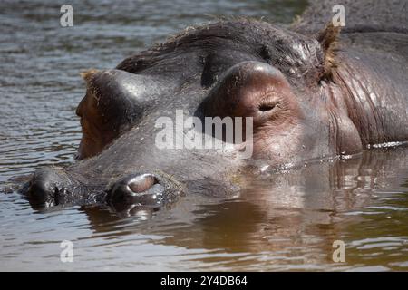 Porträt eines in Wasser getauchten Nilpferdes Stockfoto