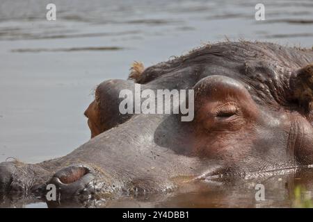 Porträt eines in Wasser getauchten Nilpferdes Stockfoto