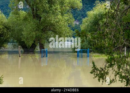 Hochwasser und saisonale Überschwemmung im Sommer und Herbst nach Regen. Die Pflanzen am Flussufer werden von der Donau überflutet. Stockfoto