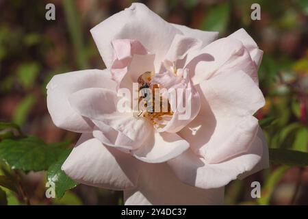 Rosa Rose (Rosa New Dawn) und eine hoverfly, Sonnenfliege, Tiger Marsh Fly (Helophilus pendulus) auf der Blume. Niederländischer Garten, Spätsommer, September Stockfoto