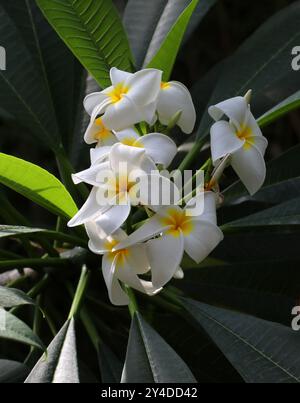 Frangipani, mexikanische Plumeria, Templetree oder Pagode Baum, Plumeria Rubra, Apocynaceae. Mexiko, Zentralamerika, Kolumbien und Venezuela. Stockfoto