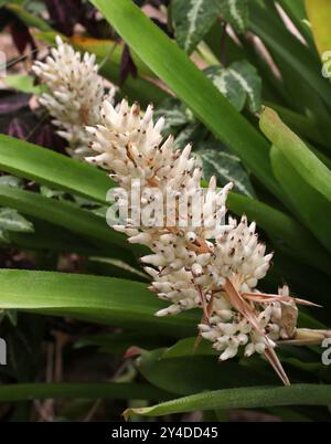 Bromelienfrüchte, Aechmea lueddemanniana, Bromeliaceae. Karibik. Aechmea lueddemanniana ist eine Bromelienart der Gattung Aechmea. Beeren. Stockfoto