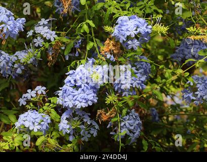 Blauer Plumbago, Kap Leadwort, Kap Plumbago oder Skyflower, Plumbago auriculata (Plumbago capensis), Plumbaginaceae. Südafrika. Stockfoto