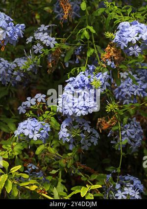 Blauer Plumbago, Kap Leadwort, Kap Plumbago oder Skyflower, Plumbago auriculata (Plumbago capensis), Plumbaginaceae. Südafrika. Stockfoto