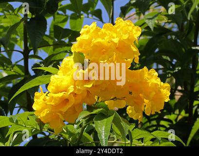 Gelber Trumpetbusch, Gelbglocken, Gelber Ältester oder Ginger Thomas, Tecoma stans, Bignoniaceae. Heimisch im tropischen Amerika. Stockfoto