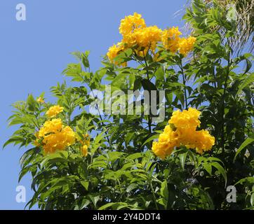 Gelber Trumpetbusch, Gelbglocken, Gelber Ältester oder Ginger Thomas, Tecoma stans, Bignoniaceae. Heimisch im tropischen Amerika. Stockfoto