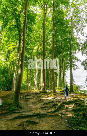 Der Hochuferwanderweg von Baabe über Sellin nach Binz, durch dichten Buchenwald, entlang der Steilküste, mit vielen Blicken auf die Ostsee, hier der Abschnitt kurz hinter Sellin auf dem Weg nach Binz, Mecklenburg-Vorpommern, Deutschland Hochuferweg Rügen *** der Hochuferwanderweg von Baabe über Sellin nach Binz, durch dichten Buchenwald, entlang der Klippen, mit vielen Aussichten auf die Ostsee, hier der Strecke kurz nach Selpommern, hier der Strecke kurz hinter Selfels, hier kurz nach Hochuferweg Rügen-Vorpommern auf dem Weg nach Mecklenburg-Vorpommern, auf dem Weg nach Hochuferlin Stockfoto