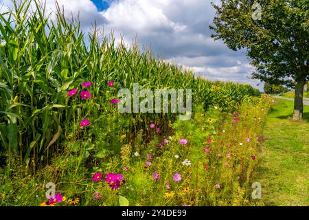 Blühstreifen an einem Maisfeld, die verschiedenen Blumen, Pflanzen verschönern nicht nur die Landschaft, sie sollen Bienen und anderen Insekten, Bestäuben, ein vielfältiges Blütenangebot bieten, dienen auch zur biologischen Schädlingsbekämpfung, bei Straelen, NRW, Deutschland Blühstreifen *** Blühstreifen auf einem Maisfeld verschönern die verschiedenen Blumen und Pflanzen nicht nur die Landschaft, sie sind auch dazu bestimmt, Bienen und andere Insekten, Bestäuber, ein vielfältiges Blumenangebot und dienen auch als biologische Blütenstreifen bei Strapelen Stockfoto