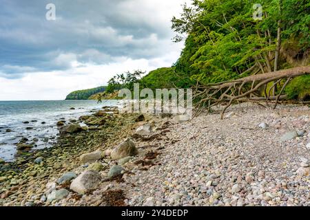 Der Hochuferwanderweg von Baabe über Sellin nach Binz, durch dichten Buchenwald, entlang der Steilküste, mit vielen Blicken auf die Ostsee, hier der Abschnitt kurz hinter Sellin auf dem Weg nach Binz, Abstecher zum Strand, Mecklenburg-Vorpommern, Deutschland Hochuferweg Rügen *** der Hochuferwanderweg von Baabe über Sellin nach Binz, durch dichten Buchenwald, entlang der Klippen, mit vielen Blicken auf die Ostsee, mit vielen Aussichten auf die Ostsee, hier auf den Weg nach Mecklenburg-Vorpommern, hier auf dem Weg, hier kurz nach Rügen-Vorpommern Stockfoto