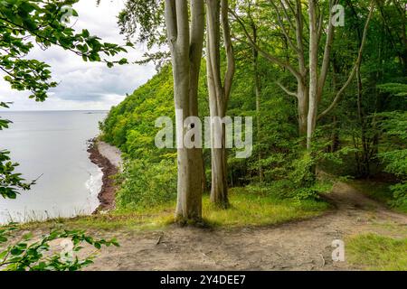 Der Hochuferwanderweg von Baabe über Sellin nach Binz, durch dichten Buchenwald, entlang der Steilküste, mit vielen Blicken auf die Ostsee, hier der Abschnitt kurz hinter Sellin auf dem Weg nach Binz, Mecklenburg-Vorpommern, Deutschland Hochuferweg Rügen *** der Hochuferwanderweg von Baabe über Sellin nach Binz, durch dichten Buchenwald, entlang der Klippen, mit vielen Aussichten auf die Ostsee, hier der Strecke kurz nach Selpommern, hier der Strecke kurz hinter Selfels, hier kurz nach Hochuferweg Rügen-Vorpommern auf dem Weg nach Mecklenburg-Vorpommern, auf dem Weg nach Hochuferlin Stockfoto