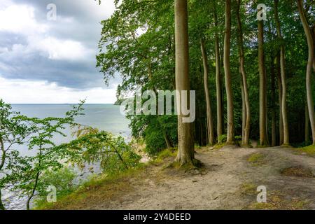 Der Hochuferwanderweg von Baabe über Sellin nach Binz, durch dichten Buchenwald, entlang der Steilküste, mit vielen Blicken auf die Ostsee, hier der Abschnitt kurz hinter Sellin auf dem Weg nach Binz, Mecklenburg-Vorpommern, Deutschland Hochuferweg Rügen *** der Hochuferwanderweg von Baabe über Sellin nach Binz, durch dichten Buchenwald, entlang der Klippen, mit vielen Aussichten auf die Ostsee, hier der Strecke kurz nach Selpommern, hier der Strecke kurz hinter Selfels, hier kurz nach Hochuferweg Rügen-Vorpommern auf dem Weg nach Mecklenburg-Vorpommern, auf dem Weg nach Hochuferlin Stockfoto