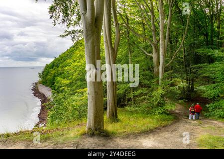 Der Hochuferwanderweg von Baabe über Sellin nach Binz, durch dichten Buchenwald, entlang der Steilküste, mit vielen Blicken auf die Ostsee, hier der Abschnitt kurz hinter Sellin auf dem Weg nach Binz, Mecklenburg-Vorpommern, Deutschland Hochuferweg Rügen *** der Hochuferwanderweg von Baabe über Sellin nach Binz, durch dichten Buchenwald, entlang der Klippen, mit vielen Aussichten auf die Ostsee, hier der Strecke kurz nach Selpommern, hier der Strecke kurz hinter Selfels, hier kurz nach Hochuferweg Rügen-Vorpommern auf dem Weg nach Mecklenburg-Vorpommern, auf dem Weg nach Hochuferlin Stockfoto