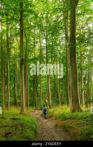 Der Hochuferwanderweg von Baabe über Sellin nach Binz, durch dichten Buchenwald, entlang der Steilküste, mit vielen Blicken auf die Ostsee, hier der Abschnitt kurz hinter Sellin auf dem Weg nach Binz, Mecklenburg-Vorpommern, Deutschland Hochuferweg Rügen *** der Hochuferwanderweg von Baabe über Sellin nach Binz, durch dichten Buchenwald, entlang der Klippen, mit vielen Aussichten auf die Ostsee, hier der Strecke kurz nach Selpommern, hier der Strecke kurz hinter Selfels, hier kurz nach Hochuferweg Rügen-Vorpommern auf dem Weg nach Mecklenburg-Vorpommern, auf dem Weg nach Hochuferlin Stockfoto