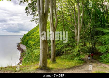 Der Hochuferwanderweg von Baabe über Sellin nach Binz, durch dichten Buchenwald, entlang der Steilküste, mit vielen Blicken auf die Ostsee, hier der Abschnitt kurz hinter Sellin auf dem Weg nach Binz, Mecklenburg-Vorpommern, Deutschland Hochuferweg Rügen *** der Hochuferwanderweg von Baabe über Sellin nach Binz, durch dichten Buchenwald, entlang der Klippen, mit vielen Aussichten auf die Ostsee, hier der Strecke kurz nach Selpommern, hier der Strecke kurz hinter Selfels, hier kurz nach Hochuferweg Rügen-Vorpommern auf dem Weg nach Mecklenburg-Vorpommern, auf dem Weg nach Hochuferlin Stockfoto