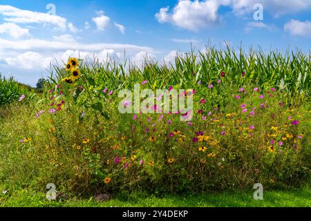 Blühstreifen an einem Maisfeld, die verschiedenen Blumen, Pflanzen verschönern nicht nur die Landschaft, sie sollen Bienen und anderen Insekten, Bestäuben, ein vielfältiges Blütenangebot bieten, dienen auch zur biologischen Schädlingsbekämpfung, bei Straelen, NRW, Deutschland Blühstreifen *** Blühstreifen auf einem Maisfeld verschönern die verschiedenen Blumen und Pflanzen nicht nur die Landschaft, sie sind auch dazu bestimmt, Bienen und andere Insekten, Bestäuber, ein vielfältiges Blumenangebot und dienen auch als biologische Blütenstreifen bei Strapelen Stockfoto