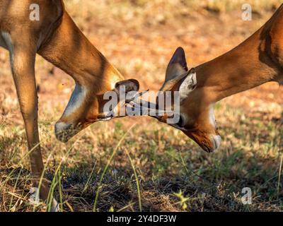 Zwei junge männliche Impalas (Aepyceros melampus) kämpfen in der Savanne des Serengeti-Nationalparks in Tansania. Stockfoto