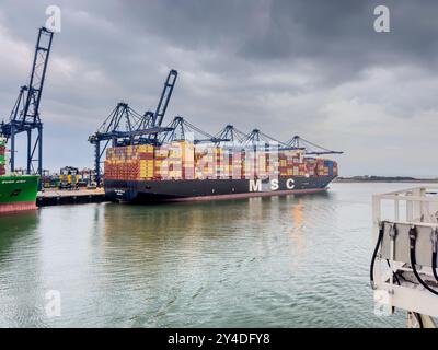Felixstowe, England – 4. September 2024: MSC-Containerschiff legte bei Felixstowe im frühen Morgenlicht an, hochragende Kräne entladen die Ladung. Die Quie Stockfoto