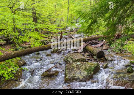 Cumberland Falls State Park in den Catoctin Mountains in Maryland. Stockfoto