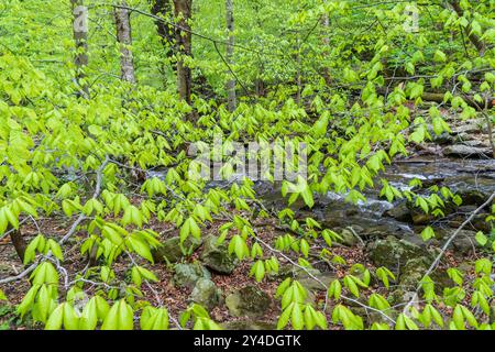 Cumberland Falls State Park in den Catoctin Mountains in Maryland. Stockfoto